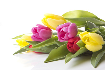 Obraz premium Tulpen