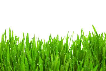 Fototapeta na wymiar Świeże zielona trawa z kroplami rosy / samodzielnie na białym tle