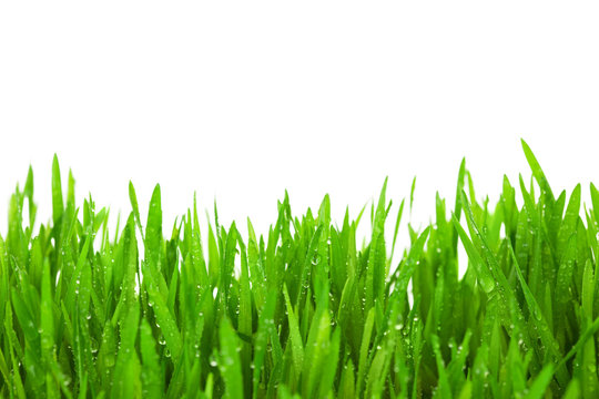 Fresh Green Grass with Drops Dew / isolated on white