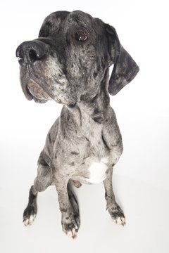 Deutsche Dogge lustig  Weitwinkelfoto