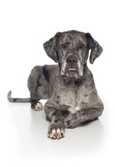 Deutsche Dogge streckt die Zunge heraus