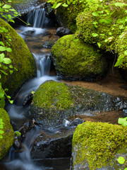 Mountain stream among the mossy stones