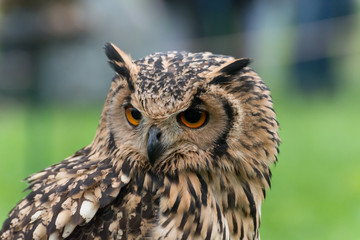 Eagle owl