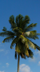 Fototapeta premium Cocotier en Martinique