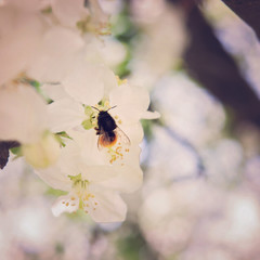 Bliss of spring