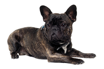 French Bulldog dog on white background