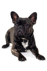 Obraz premium French Bulldog dog on white background