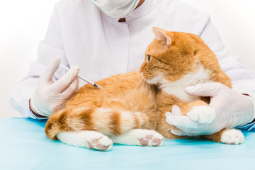 Tierarzt bei Behandlung Spritze geben