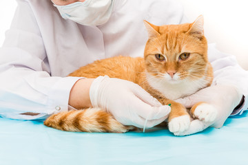 Tierarzt bei Behandlung Kanüle anlegen