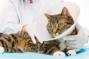 Tierarzt bei Behandlung anlegen Halskrause