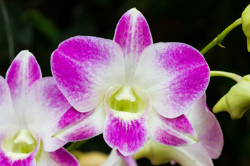Fototapeta na wymiar Piękna purpurowa orchidea.
