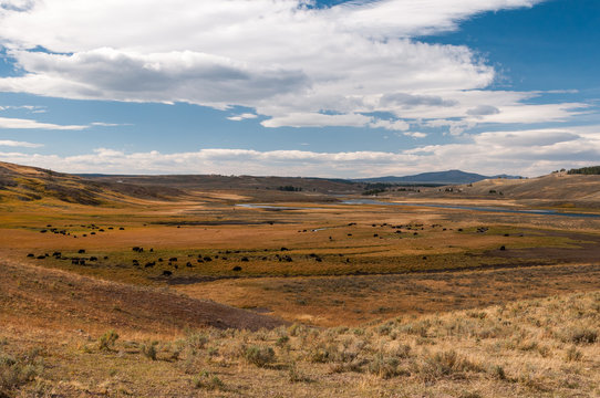 Bison paradise in Yellowstone National Park