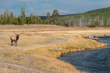 wild elk in Yellowstone NP.