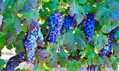 Cabernet variety grapes in a vineyard, Stellenbosch wine region, South Africa