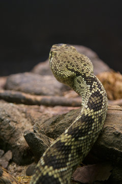 vibora