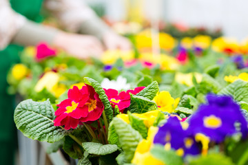 Gardener in market garden or nursery