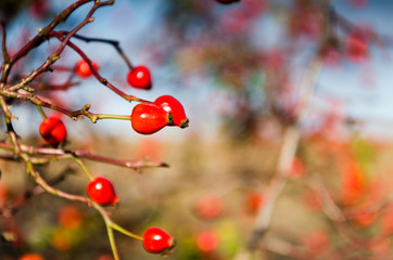 rose hip