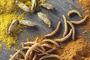 Foto op Plexiglas edible roasted and spiced mealworms and crickets © Bastiaanimage Stock