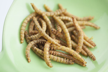 edible roasted and spiced mealworms