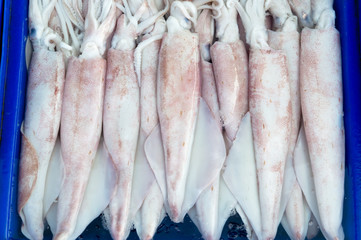 Raw octopus sold on the fish market