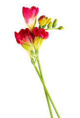 red  twigs of  freesias flowers