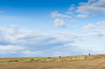 brown field and blue sky.