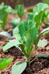 young cabbage growing in the farm land
