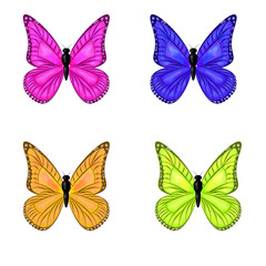 Fototapeta na wymiar Four butterflies