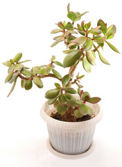 Money tree (crassula plant)