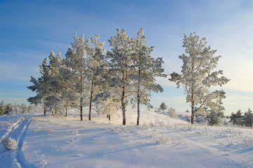 Evening winter landscape