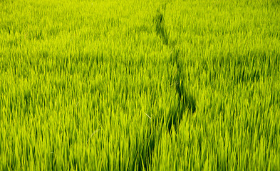 Path leads into rice field