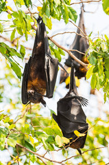 Fruit bats or flying foxs are hanging on tree