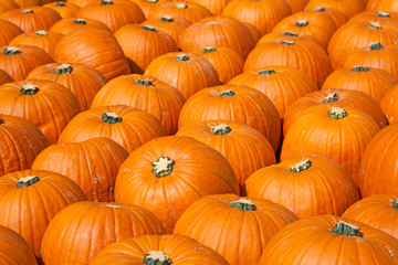 Colorful pumpkins