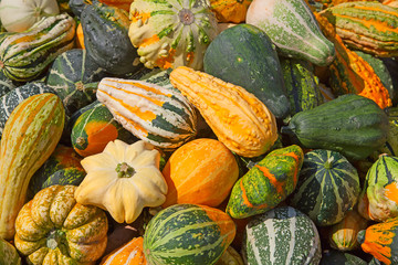 Colorful pumpkins