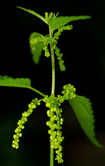 Nettle  Blossom on Black Background