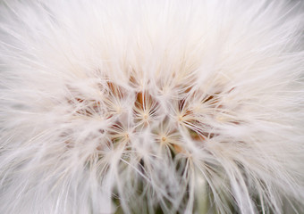 Obraz na płótnie Canvas Dandelion Blossom Closeup