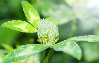 Obraz premium Fresh Сlover Flowers Blossom with Drops of Dew