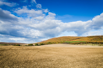 brown field and blue sky.