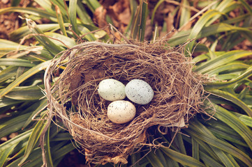 three bird eggs in a nest spring
