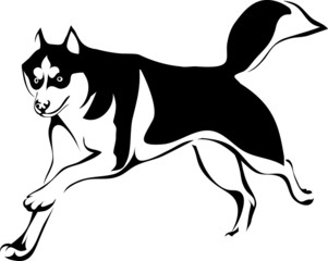 Husky dog running © SashaS