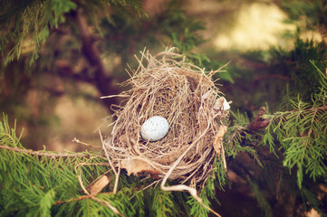 bird nest with blue egg