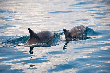 Obraz premium Dolphin