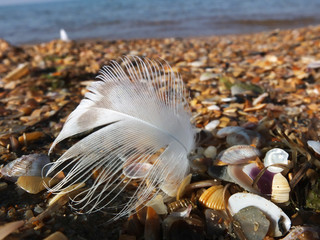 Shore of the sea and stones with sand and shell