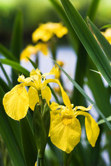 Yellow Iris at the waterside in summer