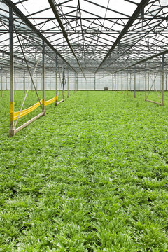 Growing andive plants in glasshouse