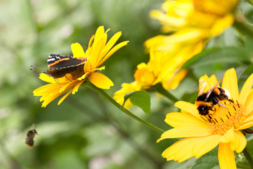 Insects on sunflowers in summer