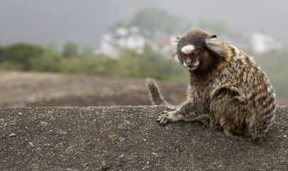 Brazilian marmoset