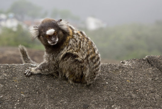 Brazilian marmoset