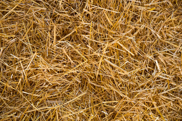 Straw Abstract Texture