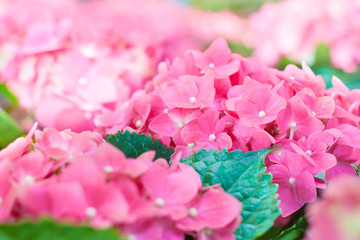 Pink hydrangea  